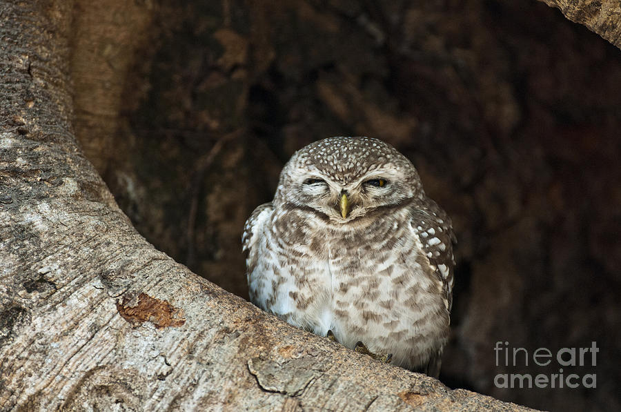 Spotted Owlet Photograph by William H. Mullins