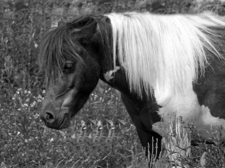 Spotted Pony Photograph by Joyce  Wasser