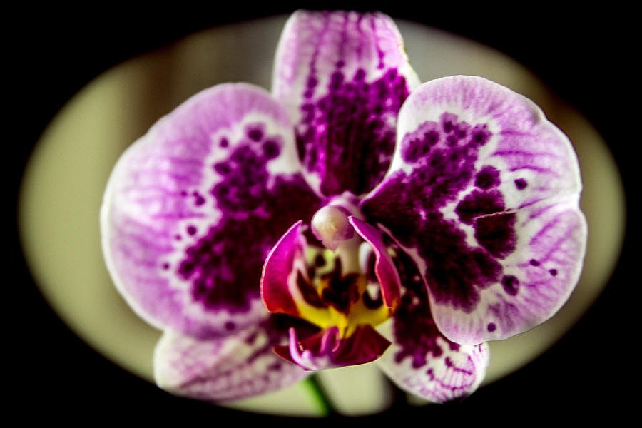 Purple Orchid Photograph - Spotted purple orchid by Sheree Lauth