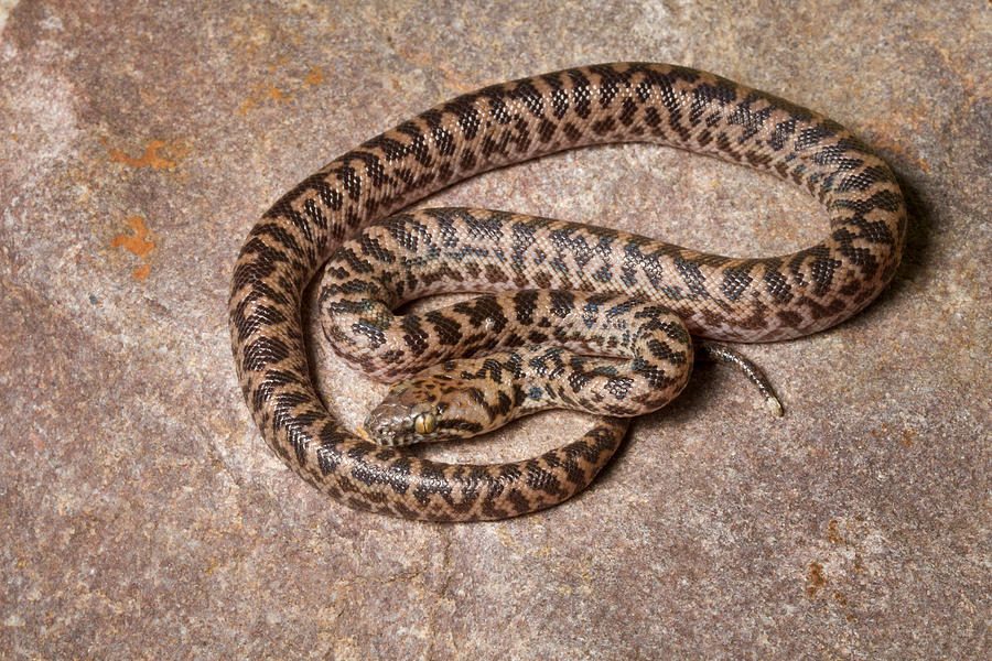 Spotted Python Antaresia Maculosa Photograph by David Kenny