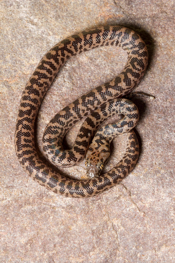 Spotted Python Antaresia Maculosa Top Photograph by David Kenny