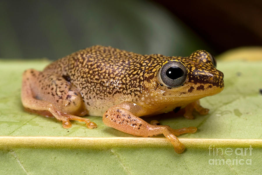 Spotted Reed Frog Photograph by Frank Teigler