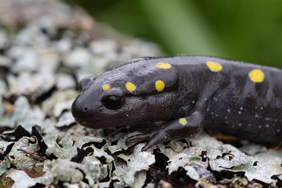 Spotted Salamander Photograph by Bruce J Robinson