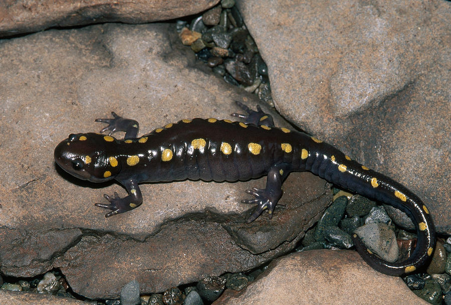 Spotted Salamander Photograph by Karl H. Switak