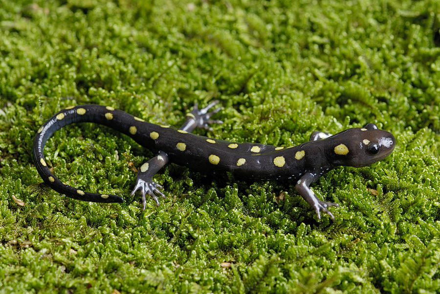 Spotted Salamander Photograph by Martin Shields