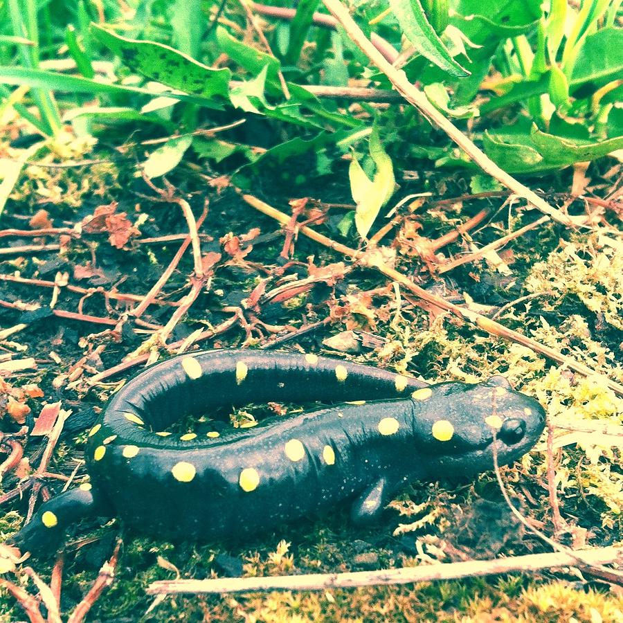 Salamander Photograph - Spotted Salamander Retro by Bruce J Robinson