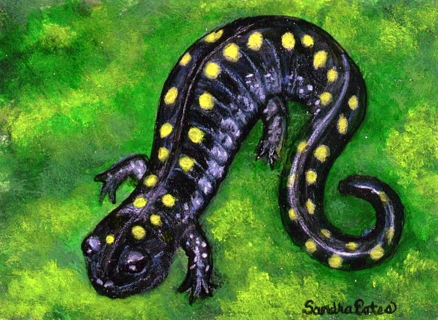 Spotted Salamander Painting by Sandra Estes