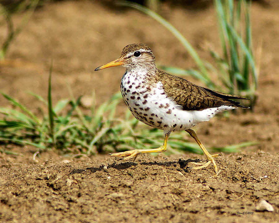 Spotted Sandpiper at Cherry Creek State Park Photograph by Stephen Johnson