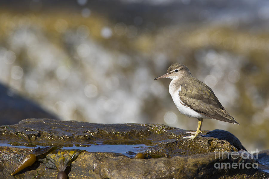Spotted sandpiper at the beach Photograph by Bryan Keil