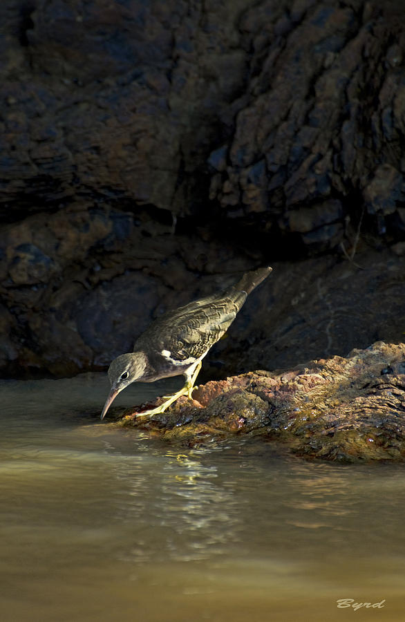 Spotted sandpiper Photograph by Christopher Byrd