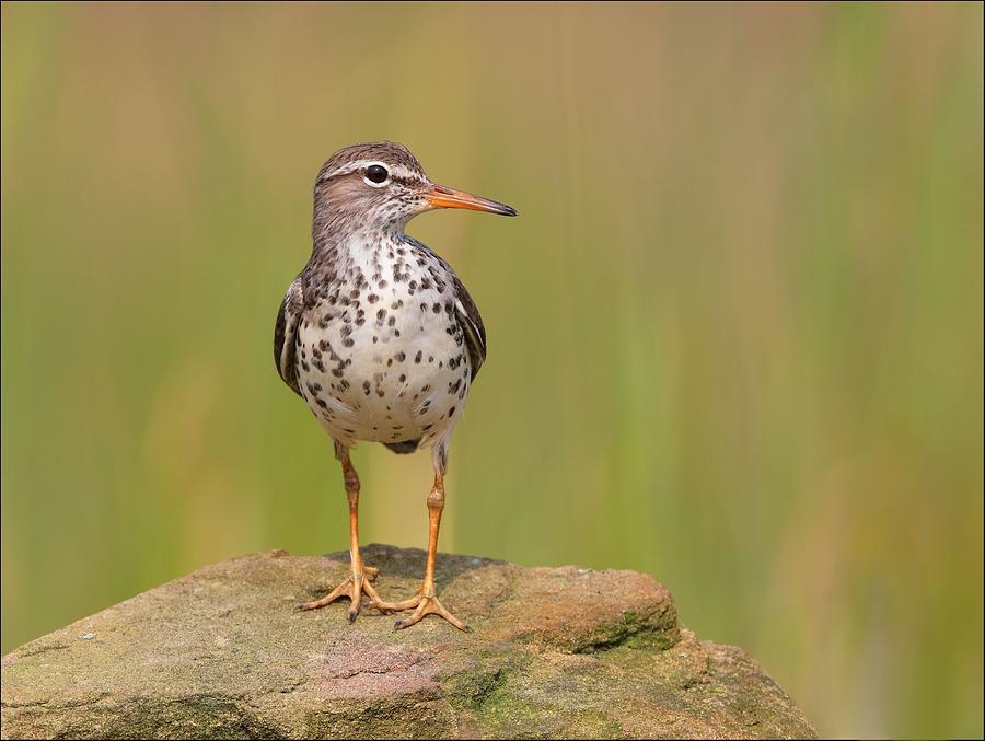Spotted Sandpiper Photograph by Daniel Behm