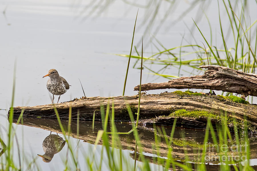 Spotted Sandpiper Photograph by Natural Focal Point Photography