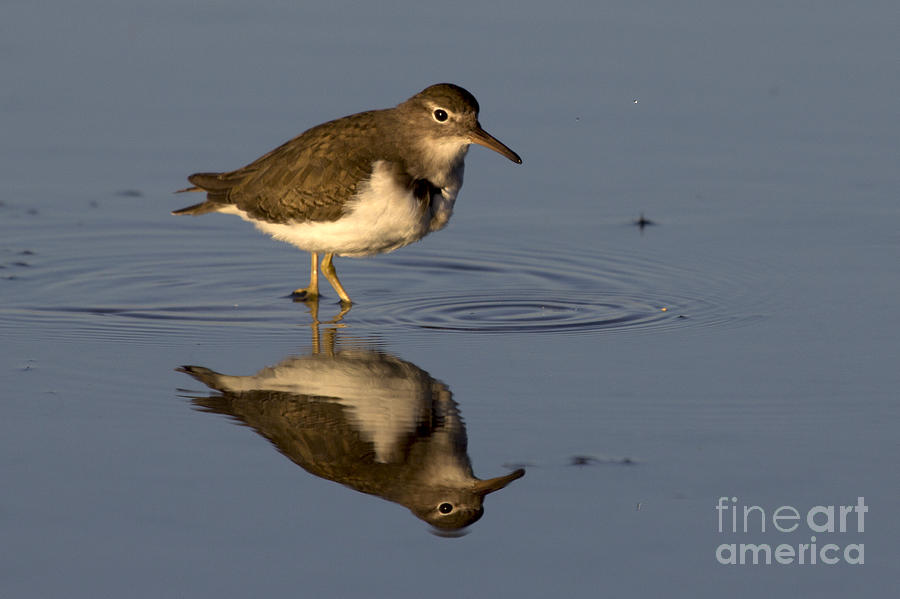 Spotted Sandpiper Reflection Photograph