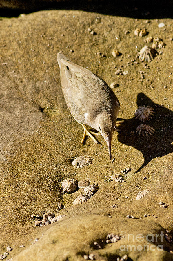 Spotted Sandpiper With Fly Photograph by Anthony Mercieca