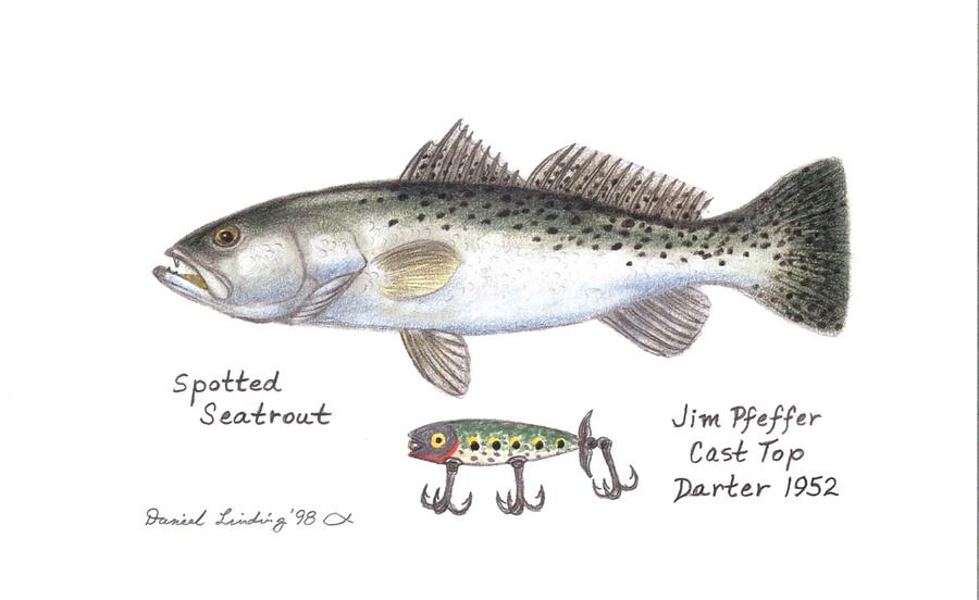 Fish Drawing - Spotted Seatrout and Cast Top Darter Lure 1952 by Daniel Lindvig