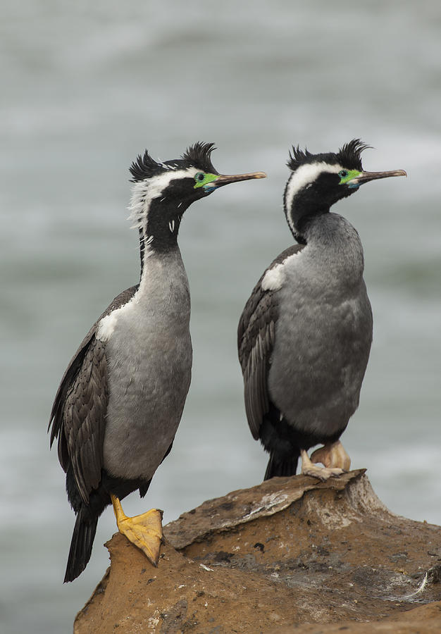 Spotted Shags At  Shag Point Otago New Photograph by Colin Monteath