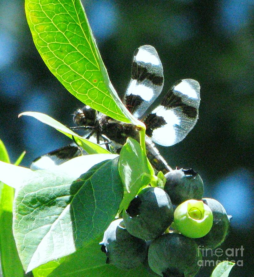 Blueberry Photograph - Spotted Skimmer Dragonfly by Judyann Matthews