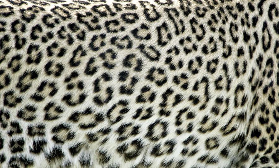 Spotted Skin Of A Leopard Panthera Photograph by Animal Images
