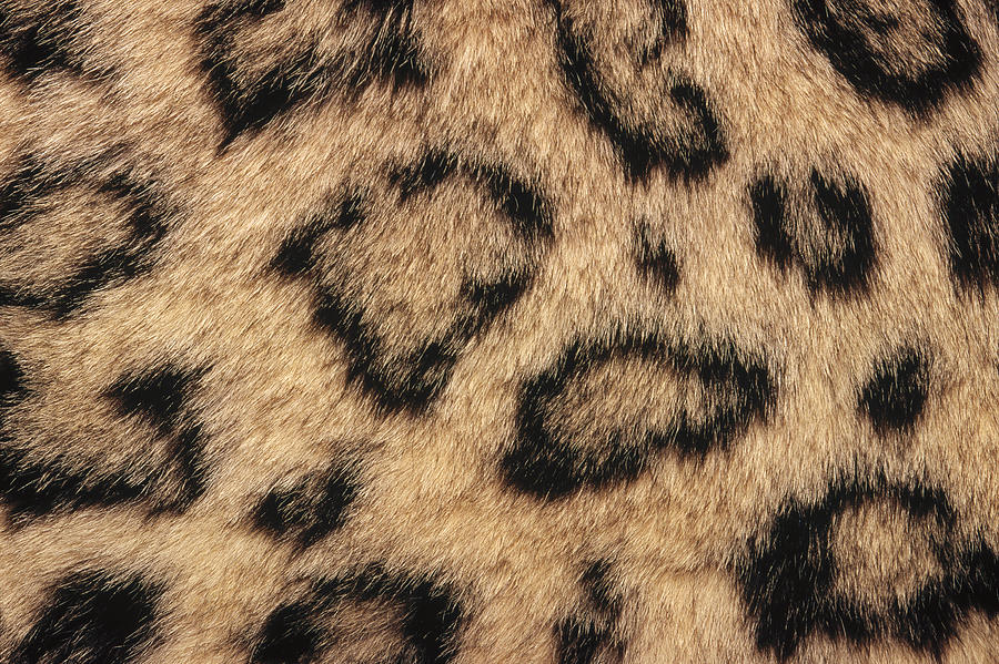 Spotted Snow Leopard Fur Photograph by Gerry Ellis