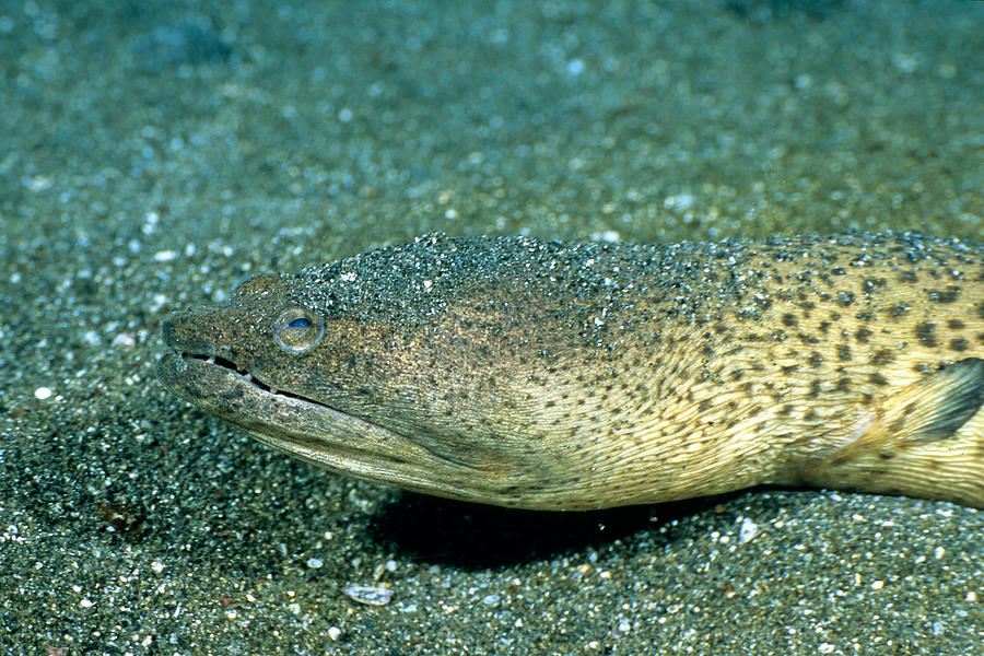 Spotted Spoon-nose Eel Photograph by Andrew J. Martinez