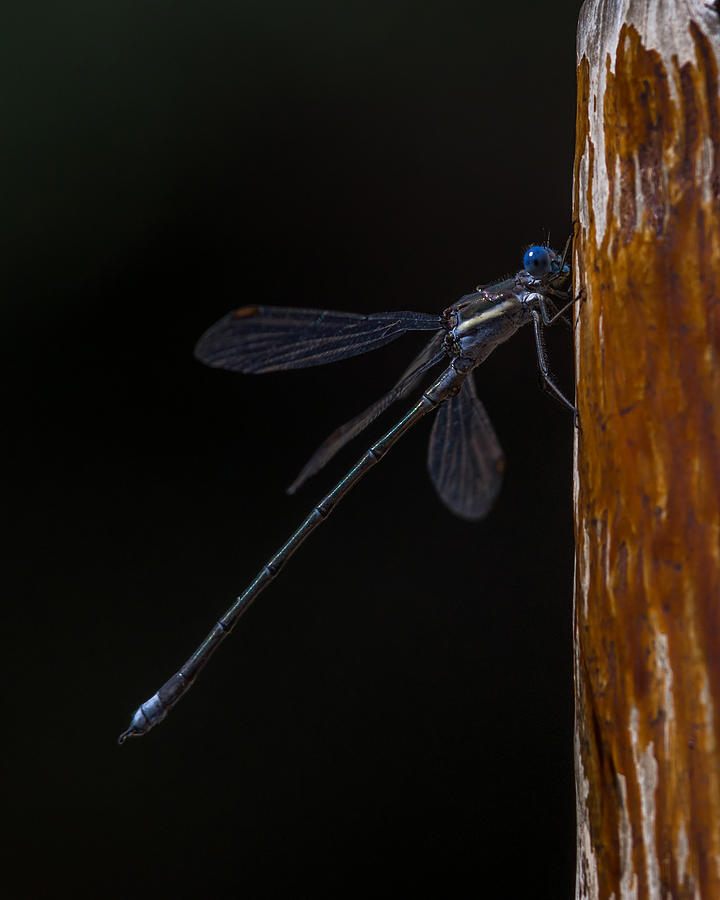 Spotted Spreadwing Damselfly Photograph by Ernest Echols
