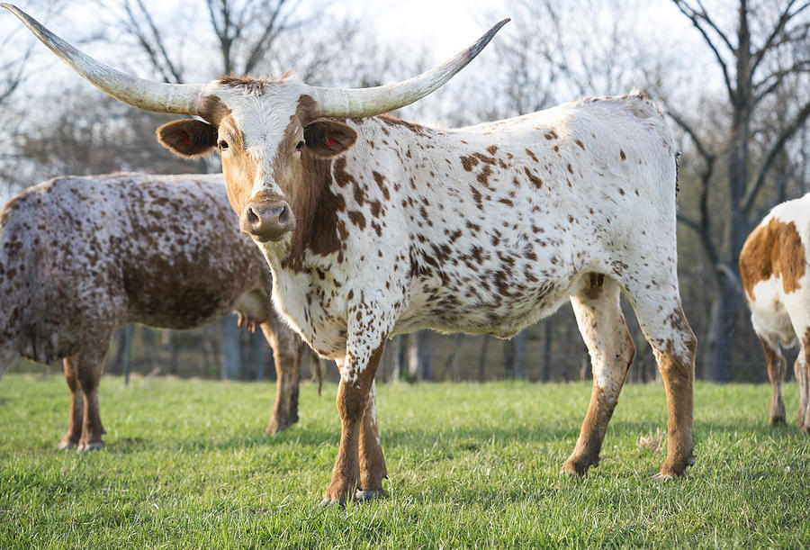 Spotted Texas Longhorn cattle Photograph by Wanderluster