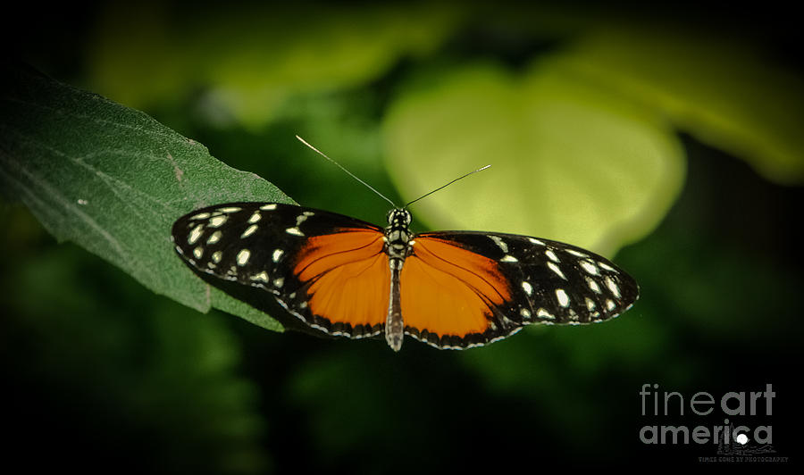Spotted Tiger Longwing Butterfly Photograph by Grace Grogan