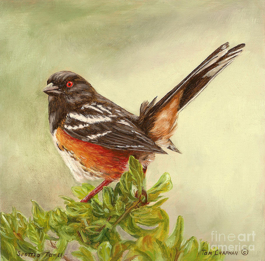 Spotted Towee Painting by Tom Chapman