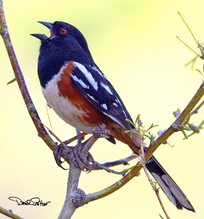 Spotted Towhee Photograph by David Salter