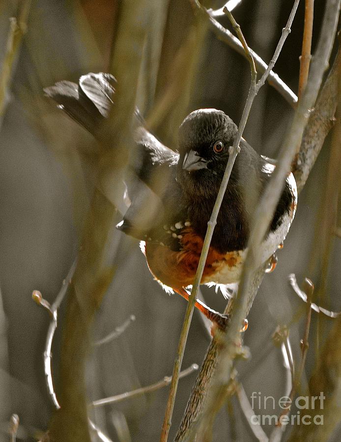 Feather Photograph - Spotted Towhee by Lisa  Telquist