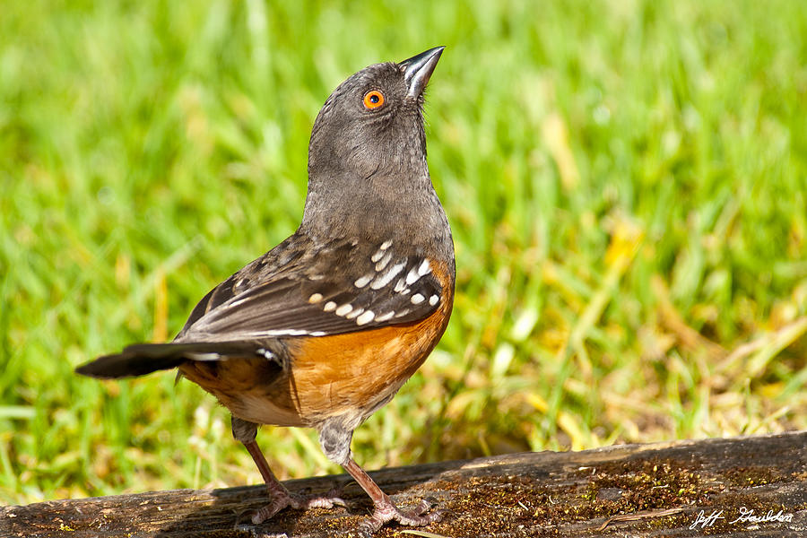Spotted Towhee Looking Up Photograph by Jeff Goulden