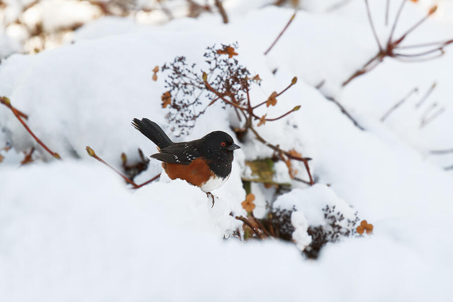 Spotted Towhee Photograph by Michael Russell