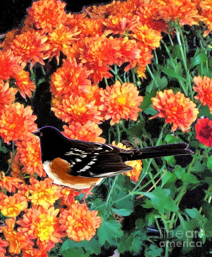 Spotted Towhee on Orange Flowers Photograph by Janette Boyd