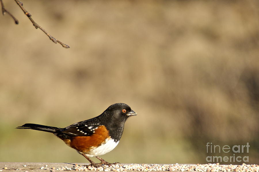 Spotted Towhee Photograph by Sean Griffin