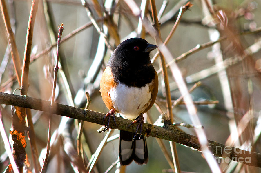 Bird Photograph - Spotted Towhee by Terry Elniski