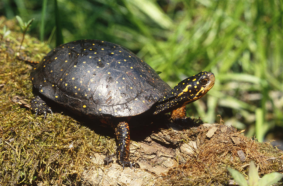 Spotted Turtle Clemmys Guttata Photograph by John Mitchell