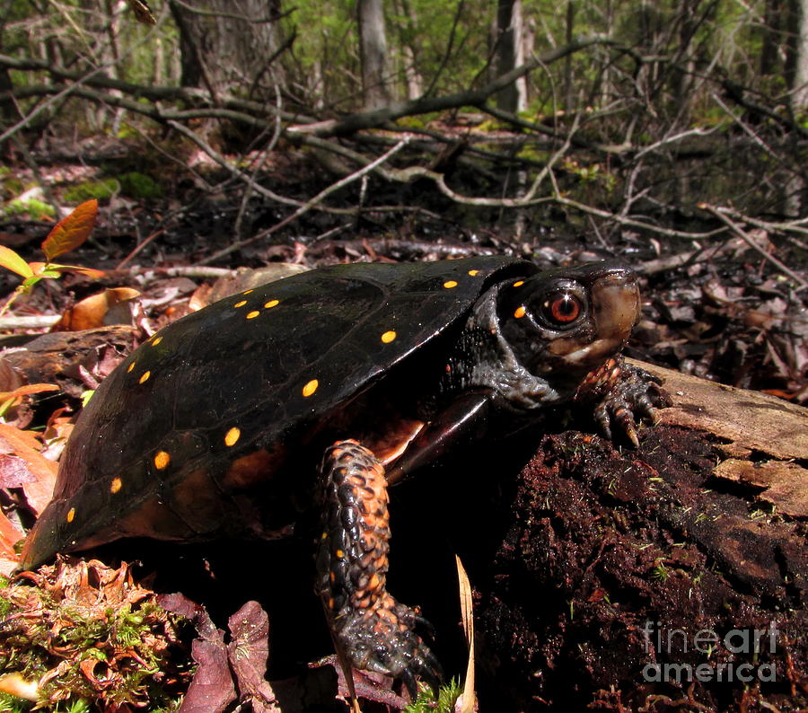 Spotted Turtle Photograph by Joshua Bales