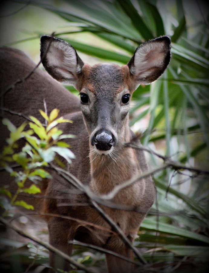Spotted You Button Buck Photograph by Sheri McLeroy