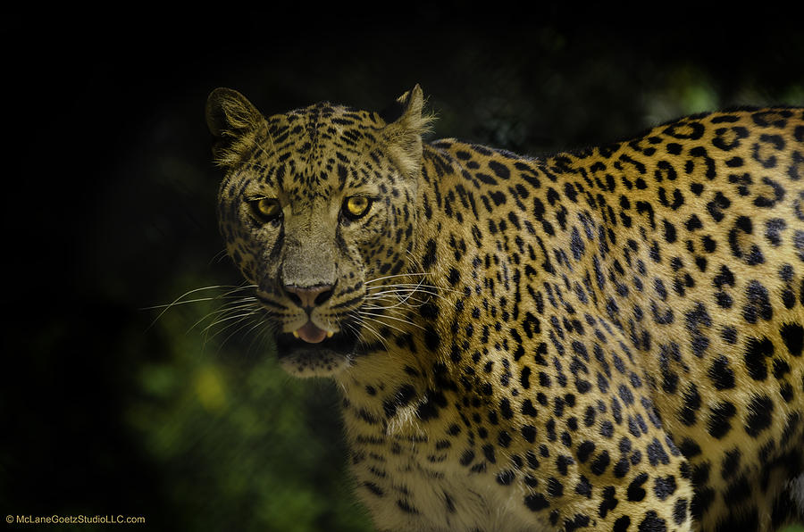 Wildlife Photograph - Spotting the Spotted Leopard by LeeAnn McLaneGoetz McLaneGoetzStudioLLCcom