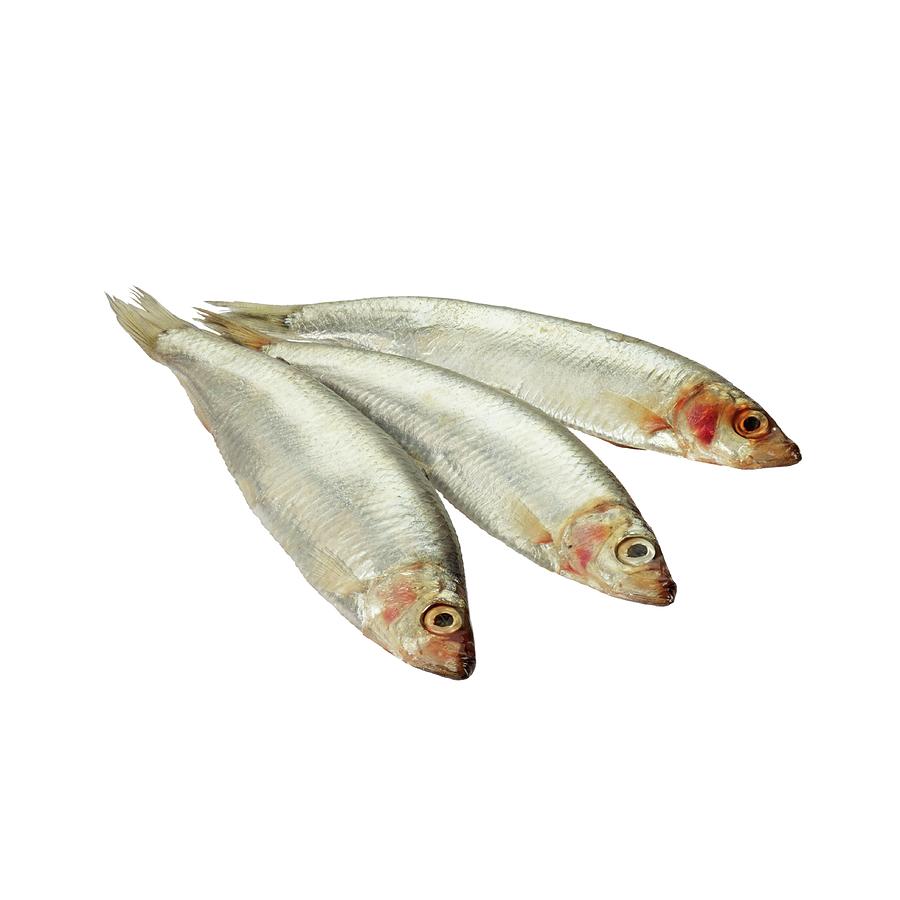 Sprats Photograph by Science Photo Library Sprats Photograph by Science Photo Library