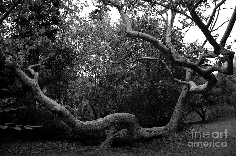 Sprawling Limbs Photograph by Clayton Bruster