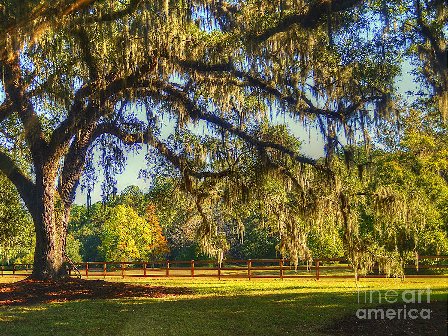 Tree Photograph - Sprawling Southern Oak by Kathy Baccari