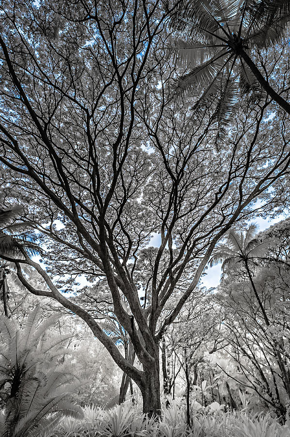 Sprawling Tree in Infrared Photograph by Jason Chu