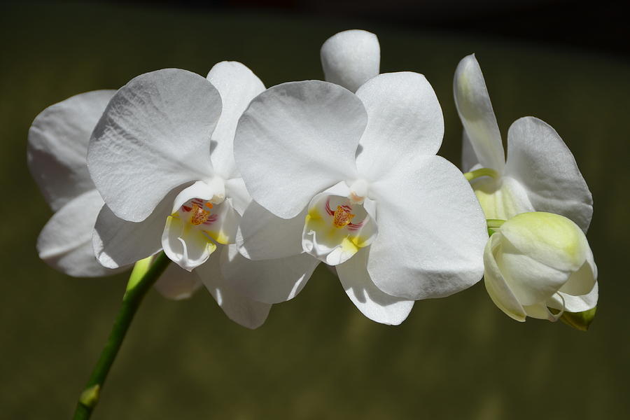 Spray of Beautiful White Orchids Photograph by Carla Parris