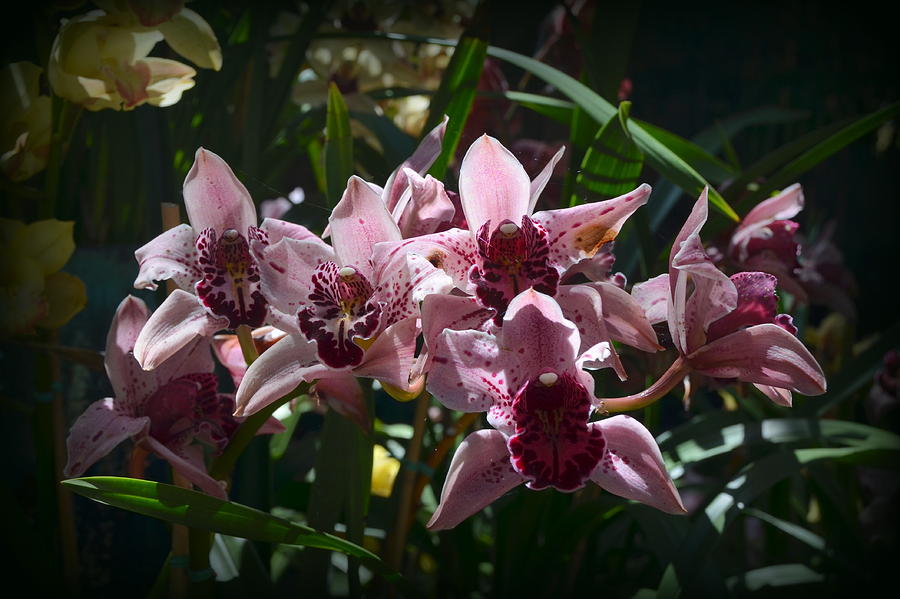 Orchid Photograph - Spray of Mauve Orchids by Carla Parris