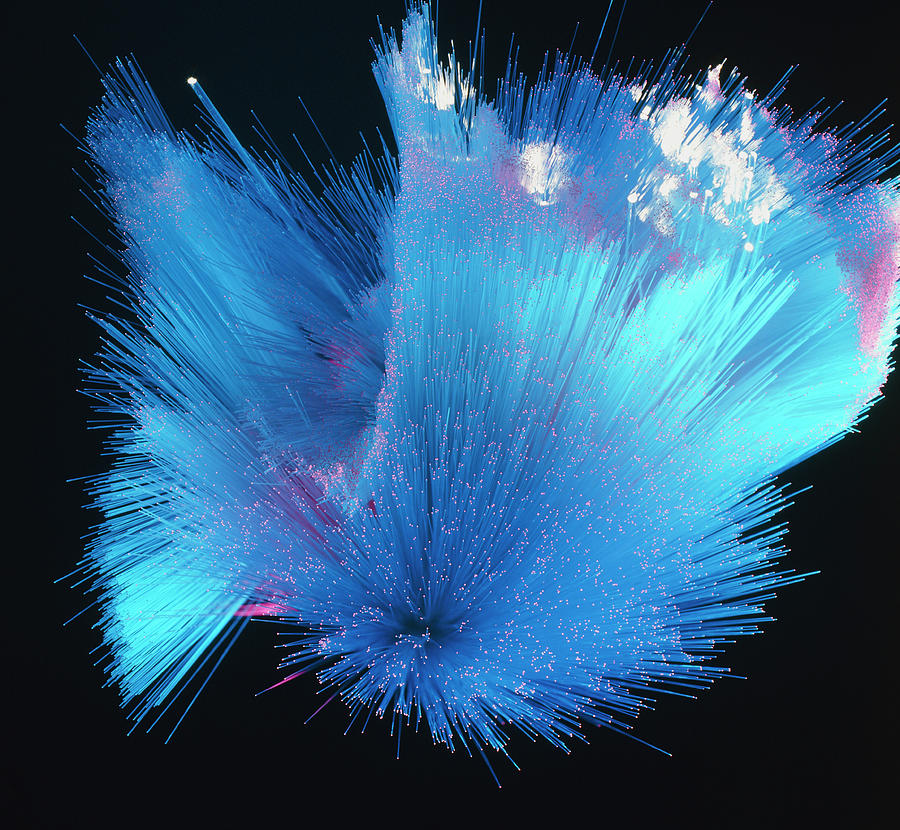 Spray Of Optical Fibres Conducting Coloured Light Photograph by Adam Hart-davis/science Photo Library