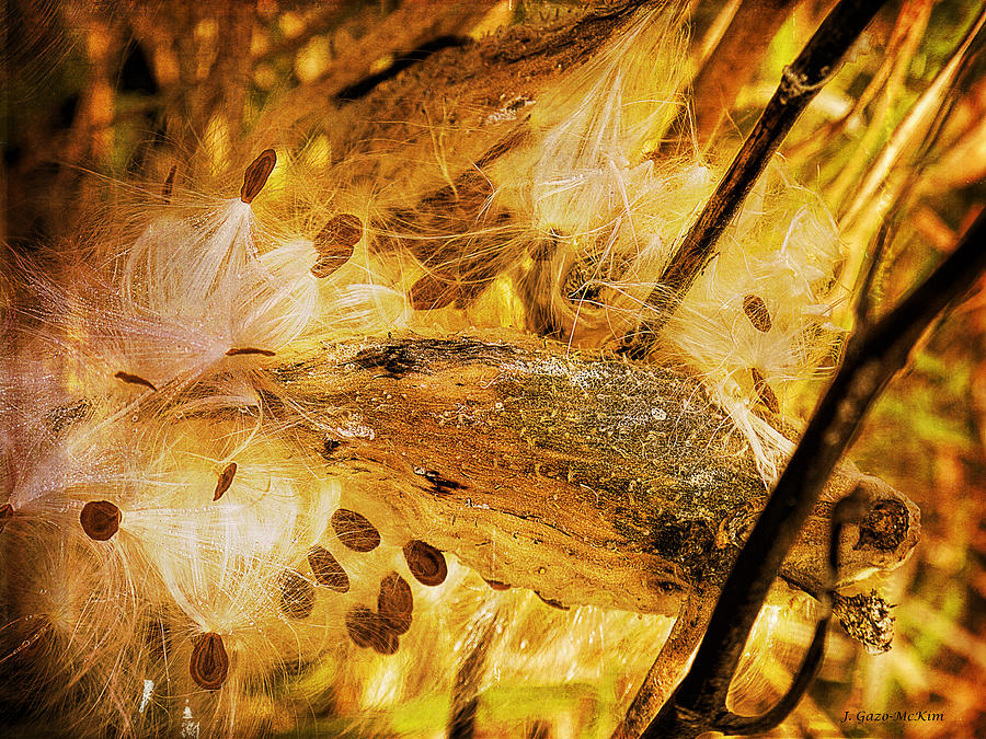 Spray of Sienna Digital Art by Jo-Anne Gazo-McKim