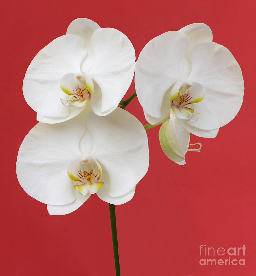 Spray of white orchids on red Photograph by Rosemary Calvert - Fine Art ...