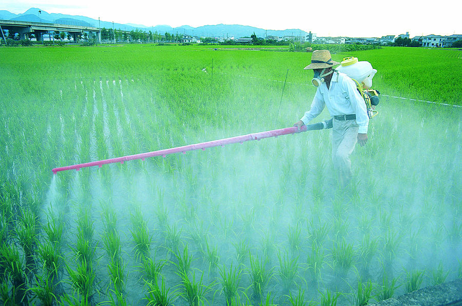 Spraying chemicals on rice crop,Japan Photograph by Stockbyte