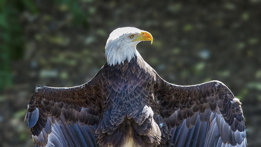 Spread Eagle Photograph by Bill and Linda Tiepelman